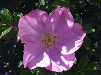 Click to enlarge or download