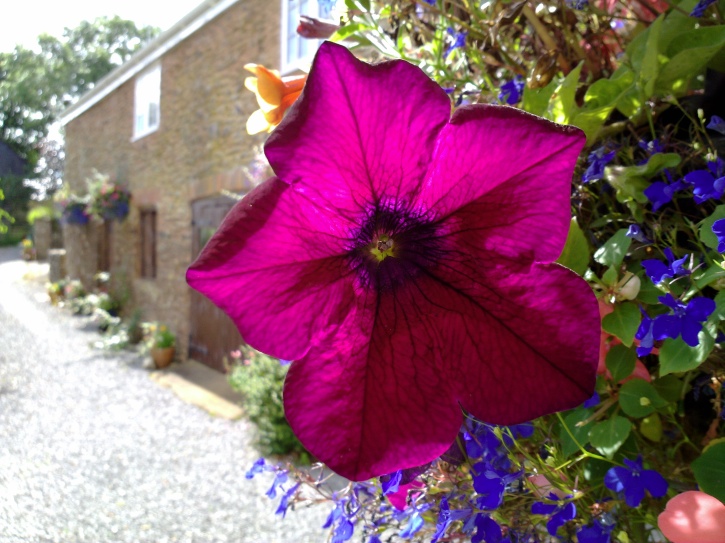 Flower, click to enlarge or download