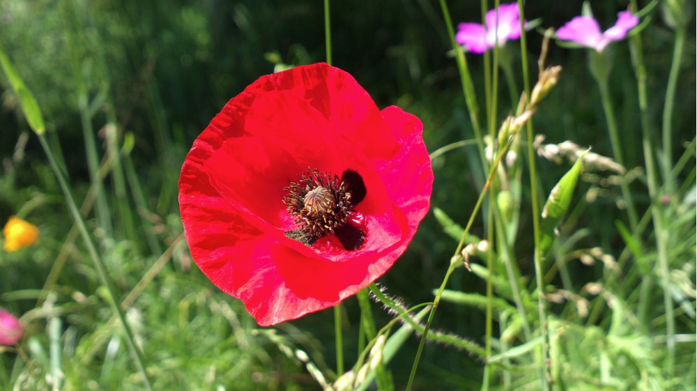 Bokeh photo, click to download the original 5MP shot