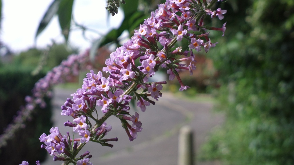 Bokeh photo, click to download the original 5MP shot