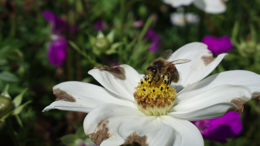 Bokeh photo, click to download the original 5MP shot