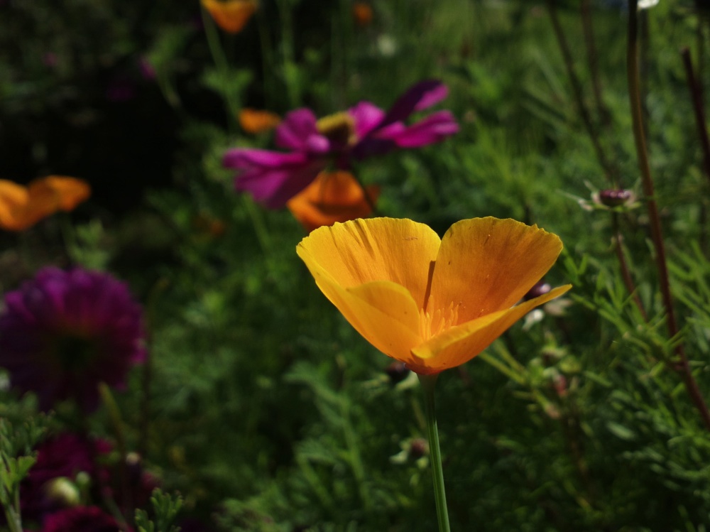 Bokeh photo, click to download the original 5MP shot