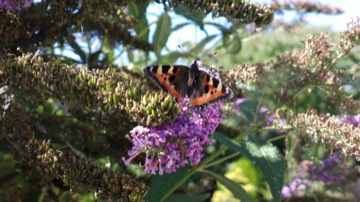 Part of a burst sequence