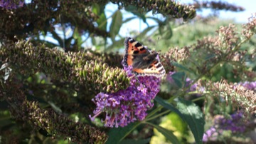 Part of a burst sequence