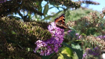 Part of a burst sequence