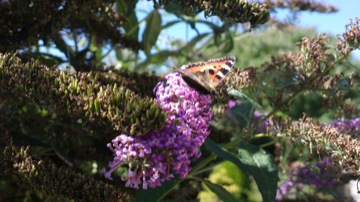 Part of a burst sequence