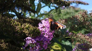 Part of a burst sequence