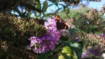 Part of a burst sequence