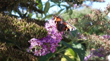 Part of a burst sequence