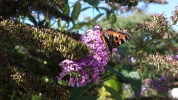 Part of a burst sequence