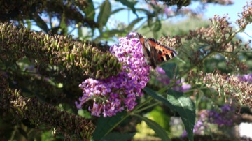 Part of a burst sequence