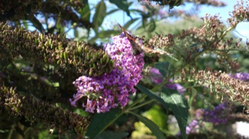 Part of a burst sequence