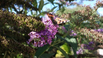 Part of a burst sequence