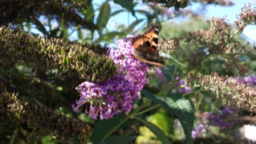 Part of a burst sequence