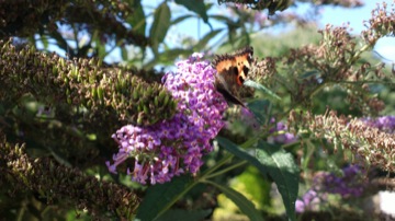 Part of a burst sequence