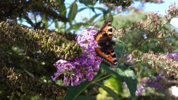 Part of a burst sequence