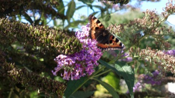 Part of a burst sequence