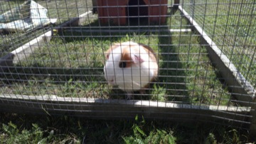 Part of a burst sequence