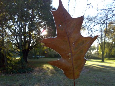 Click to download or open the full size, un-edited JPG