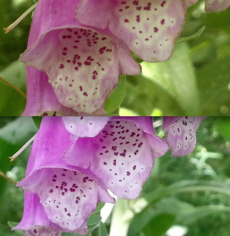 Appropriate cropped central detail, N8 on top, SGS III below