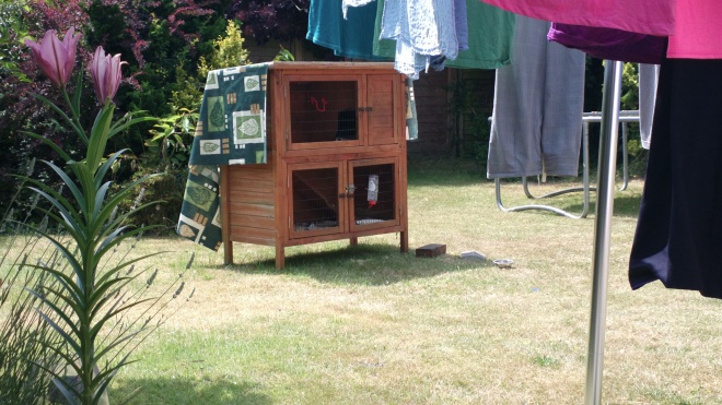 Garden scene, 3x zoomed