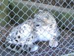 Snow leopod 1.jpg