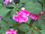 Image015.jpg
