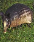 armadillo.jpg
