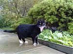 Cat_resized.jpg