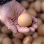 egg.jpg