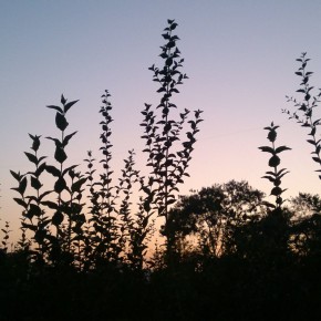 Not bad for EDoF, eh?