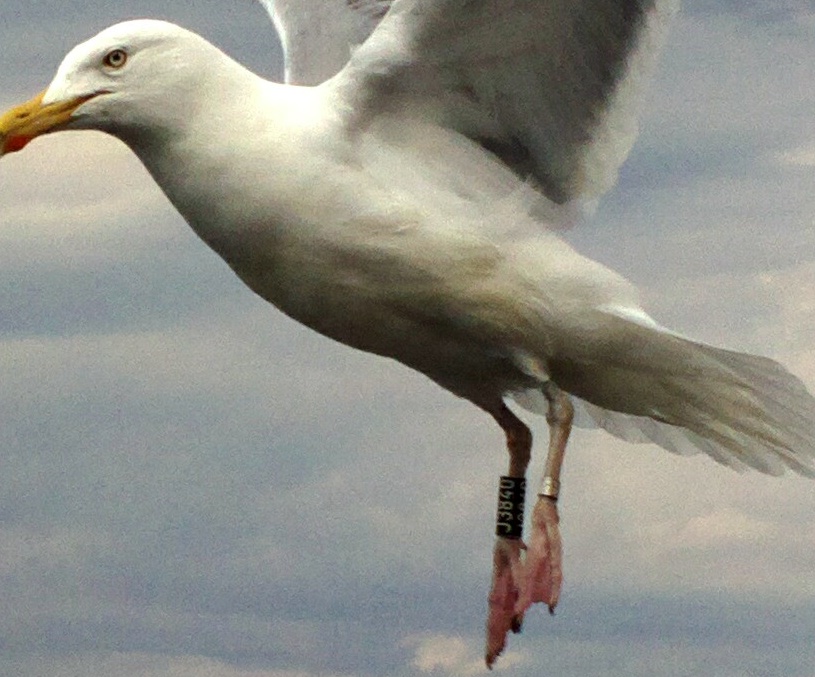 Extreme crop and detail