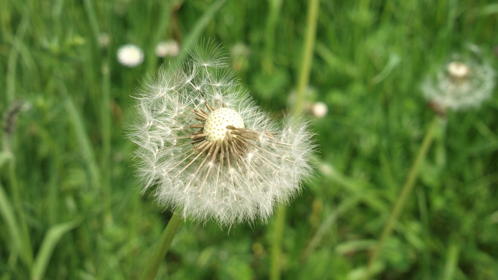 Click to download or enlarge to 'pure' original