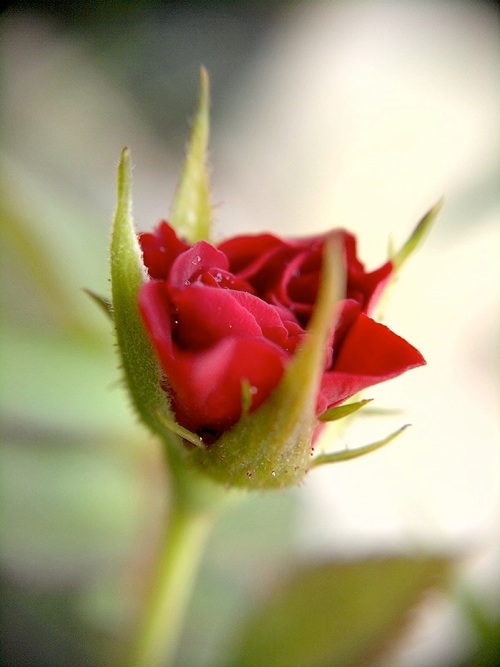 Macro rose
