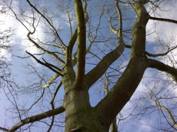 Sample photo, click to download or enlarge