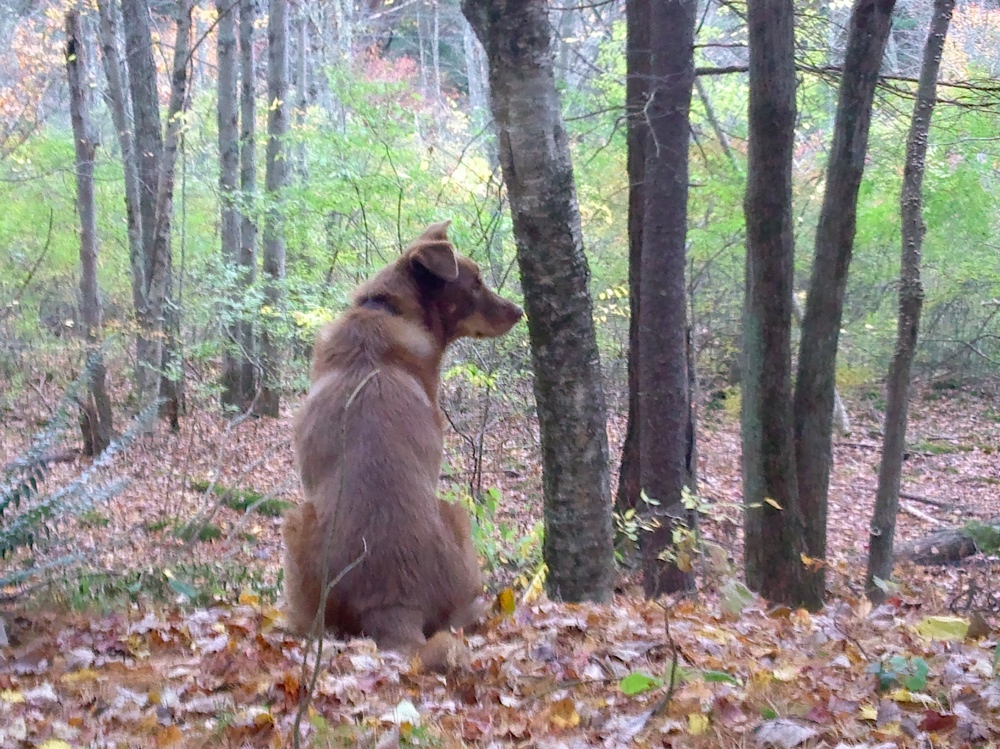 Nokia 701 EDoF example