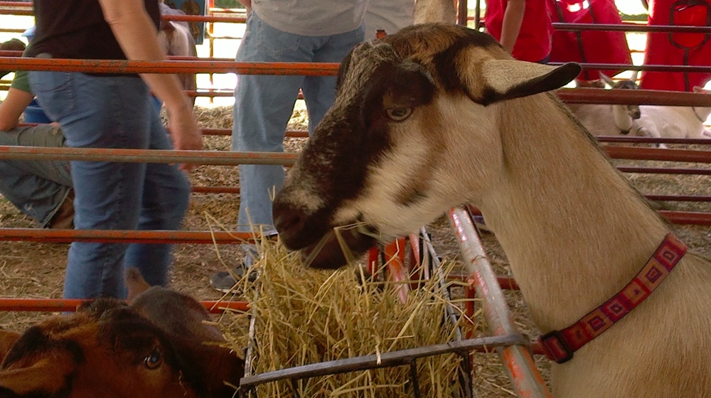 Nokia 701 EDoF example