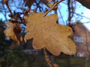 Sample image, click to open at full size