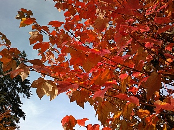 Sample C7 photo, click to enlarge or download