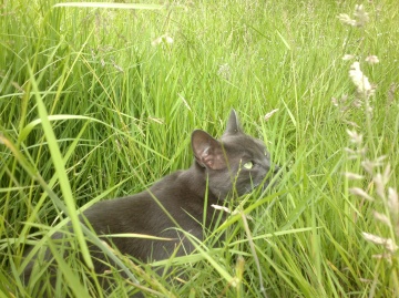 Sample photo, click to download or enlarge