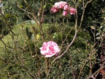 Sample photo, click to download or enlarge