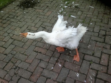 Sample photo, click to download or enlarge