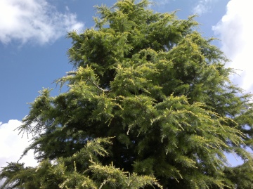 Sample photo, click to download or enlarge