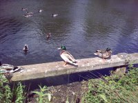 Photo sample, click to enlarge