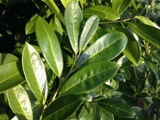 Sample photo, click to enlarge or download