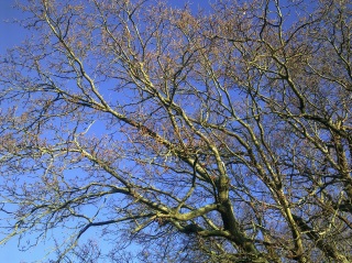 Sample photo, click to enlarge or download