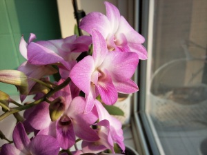 Click to download or enlarge