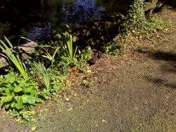 Click to enlarge or download!