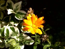 Click to enlarge or download!