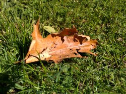 Click to enlarge or download!